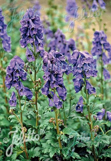 Aconitum carmichaelii