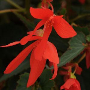 Begonia boliviensis