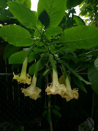 Brugmansia 'Marshmallow Sunset' - Angel's Trumpet from Rush Creek Growers