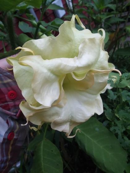 Brugmansia 'Marshmallow Sunset' - Angel's Trumpet from Rush Creek Growers