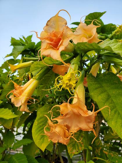 Brugmansia 'Tickled Pink' - Angel's Trumpet from Rush Creek Growers