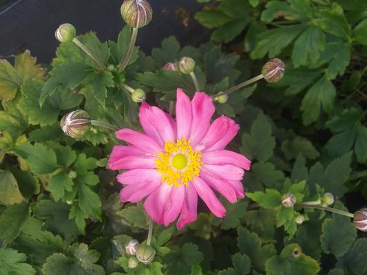 Anemone hupehensis 'Curtain Call Pink' - Japanese Anemone from Rush Creek Growers