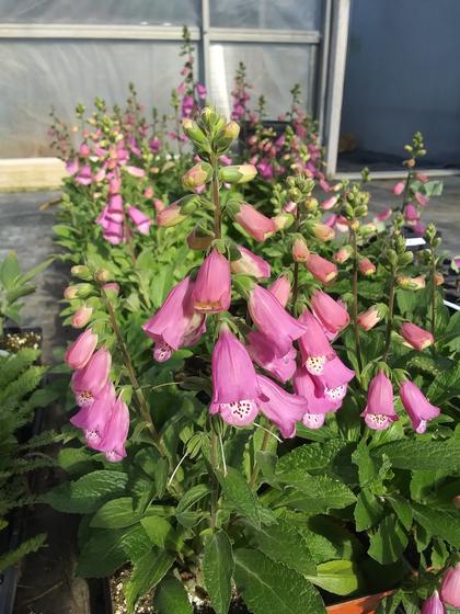 Digitalis 'Panther' - Foxglove from Rush Creek Growers