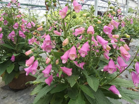 Digitalis 'Panther' - Foxglove from Rush Creek Growers