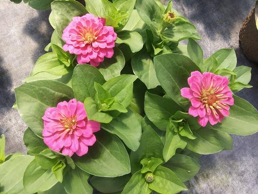 Zinnia 'Zesty Pink' - from Rush Creek Growers