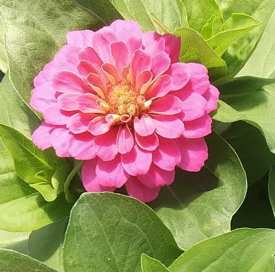 Zinnia 'Zesty Pink' - from Rush Creek Growers