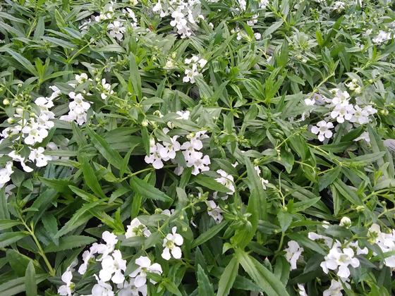 Angelonia 'AngelMist� Spreading White' - from Rush Creek Growers