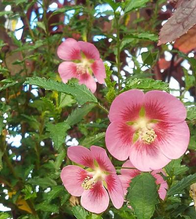 Anisodontea capensis 'Elegans Princess' - from Rush Creek Growers