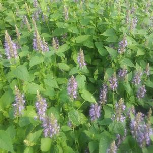 Agastache hybrida Astello Indigo