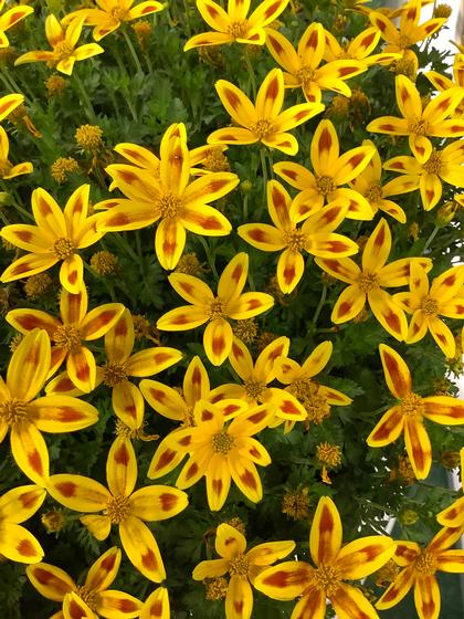 Bidens 'Tiger Bee' - from Rush Creek Growers