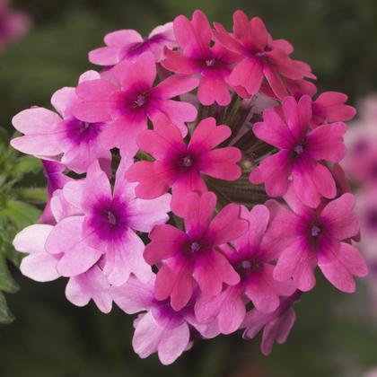 Photo courtesy of Syngenta