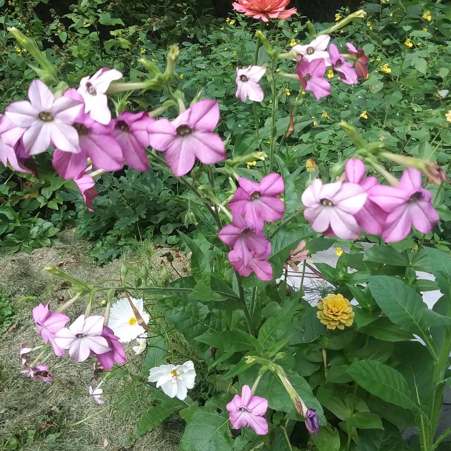 Nicotiana 'Cranberry Isles' - Flowering Tobacco from Rush Creek Growers