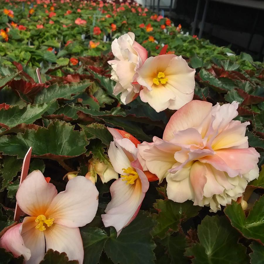 Begonia 'Sweetspice® Appleblossom' - from Rush Creek Growers