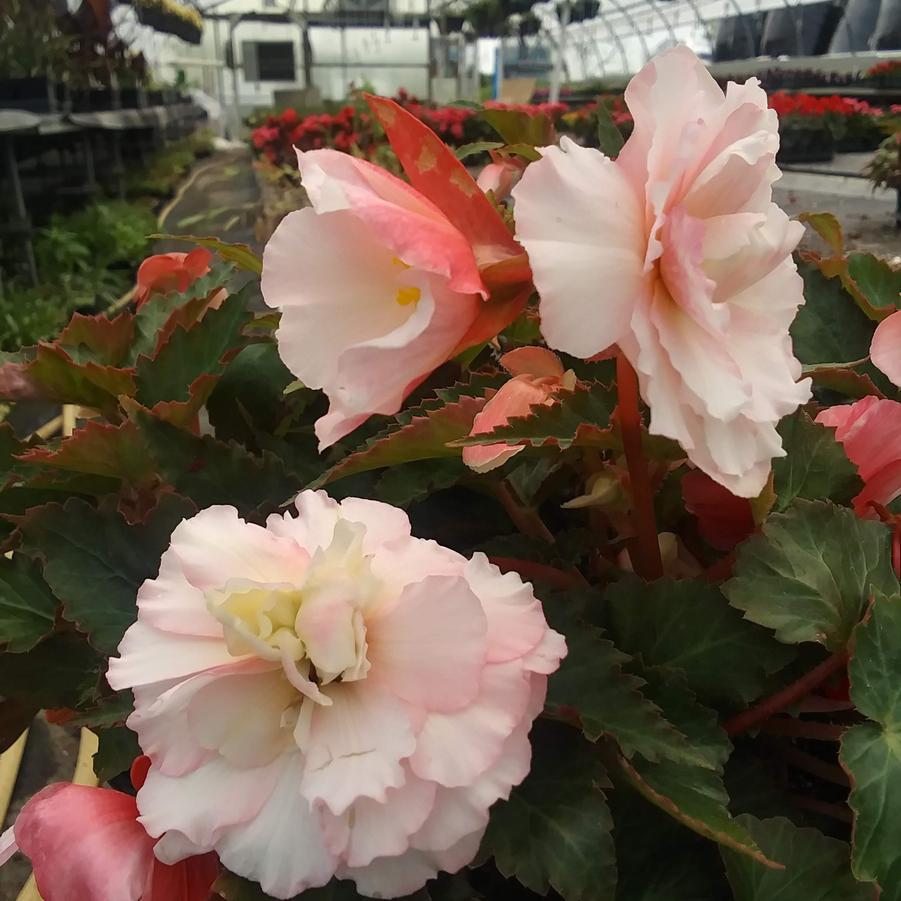 Begonia 'Sweetspice® Appleblossom' - from Rush Creek Growers