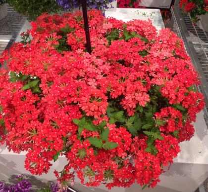 Verbena 'Lascar Orange Lava' - NEW 2023 from Rush Creek Growers