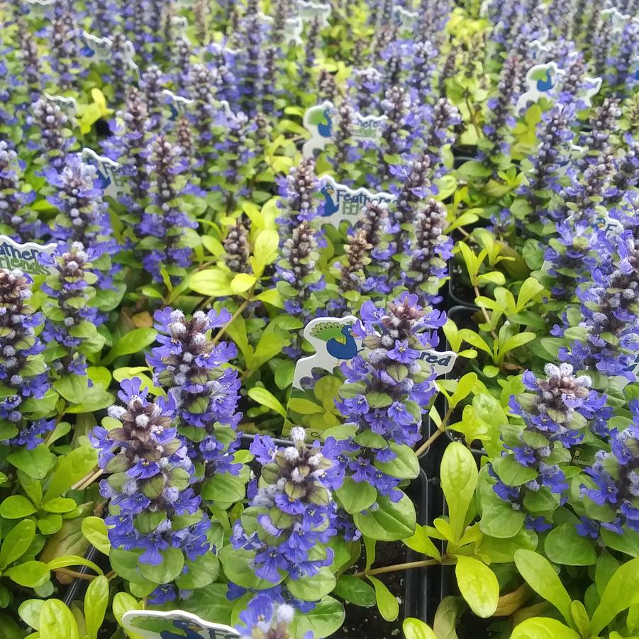 Ajuga tenorei 'Feathered friends™ Cordial Canary' - Bugleweed from Rush Creek Growers