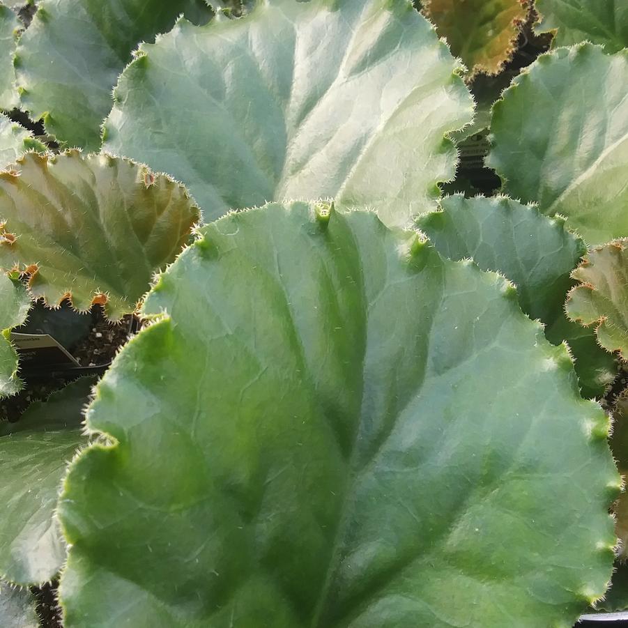 Bergenia 'Ripple Effect' - Pigsqueak from Rush Creek Growers