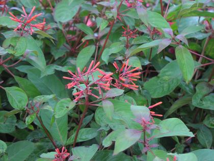 Hamelia patens 'Hummingbird Plant' - NEW 2023 from Rush Creek Growers