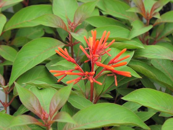 Hamelia patens 'Hummingbird Plant' - NEW 2023 from Rush Creek Growers