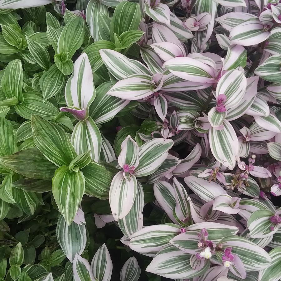 Tradescantia 'Nanouk' with 'White Zebra'