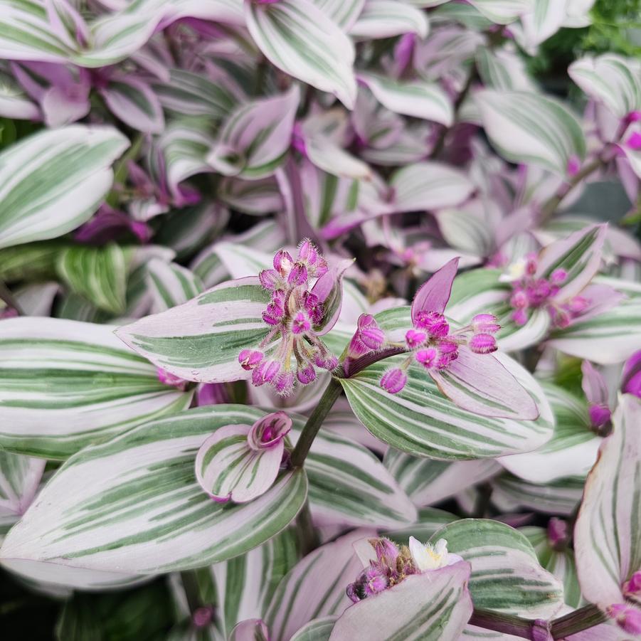 Tradescantia 'Nanouk' -from Rush Creek Growers