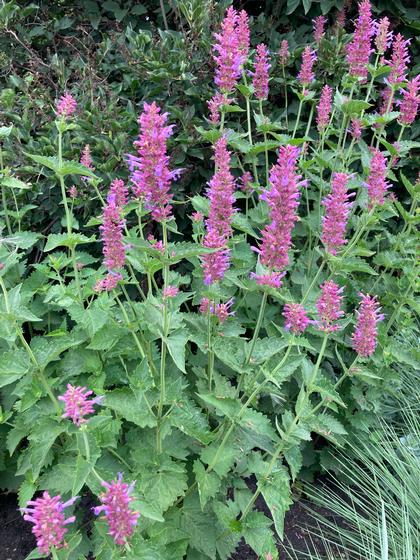 Agastache pallida x rugosa 'Globetrotter' - NEW 2023 Globe Hyssop from Rush Creek Growers