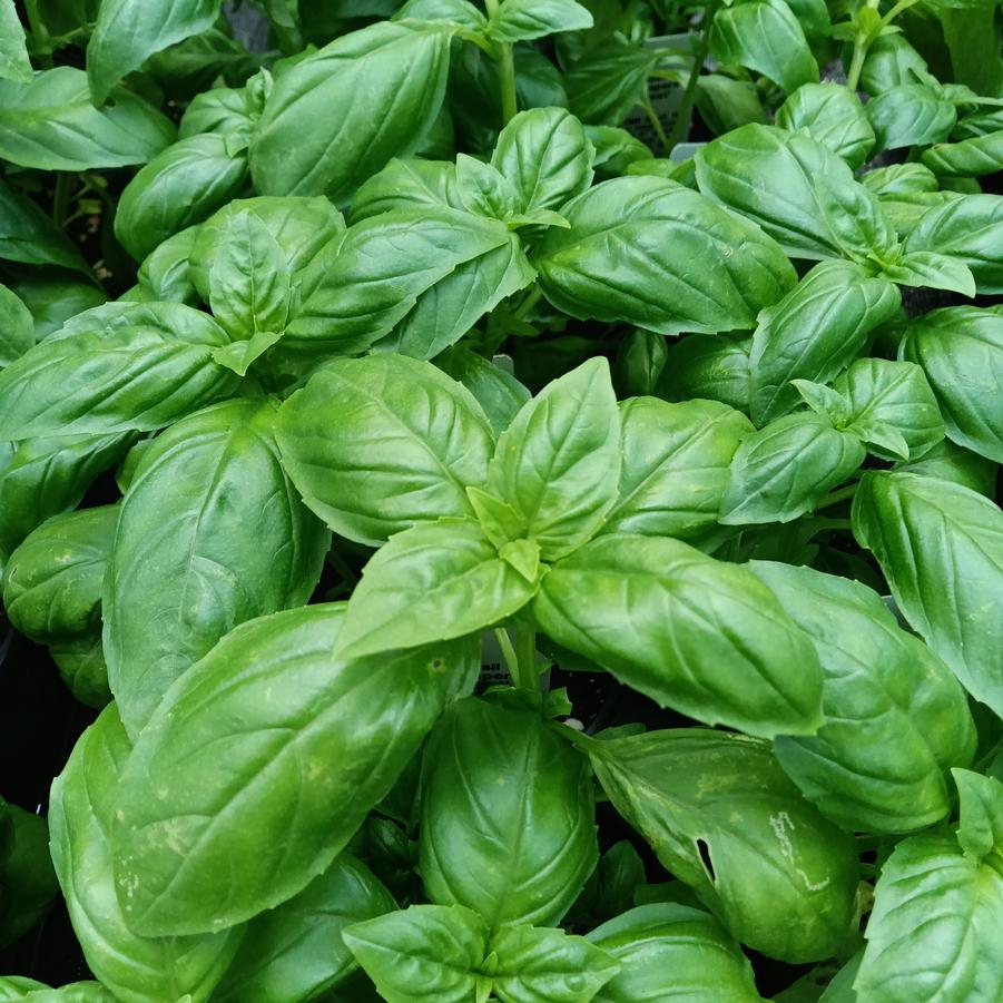 Basil 'Prospera® Compact' - from Rush Creek Growers