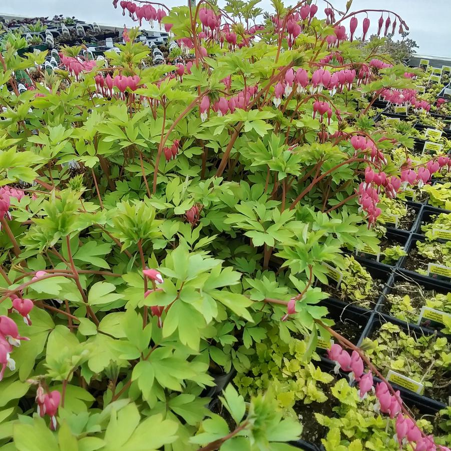 Dicentra spectabilis 'Gold Heart' - Golden Bleeding Heart from Rush Creek Growers