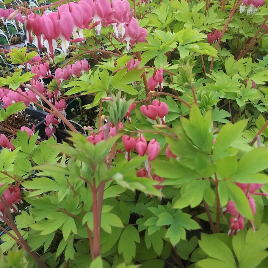 Dicentra spectabilis 'Gold Heart' - Golden Bleeding Heart from Rush Creek Growers