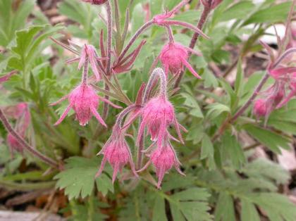 Courtesy Missouri Botanical Garden Plant Finder