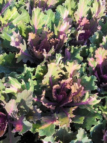 Flowering Kale 'Coral Queen' - from Rush Creek Growers