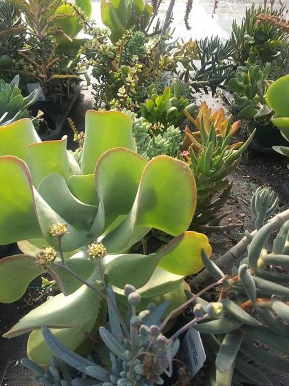 Succulent Collection - from Rush Creek Growers