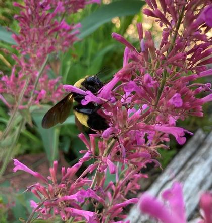 Agastache 'Bolero' - from Rush Creek Growers