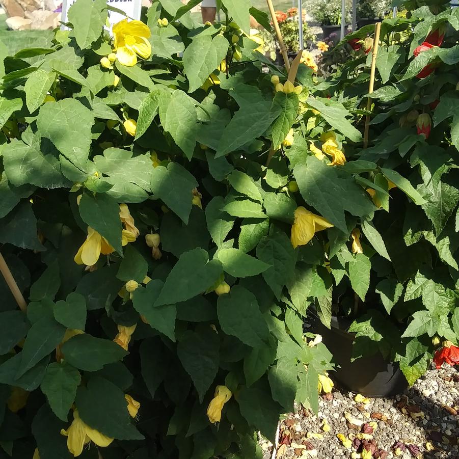 Abutilon 'Lucky® Lantern Yellow' - Flowering Maple from Rush Creek Growers