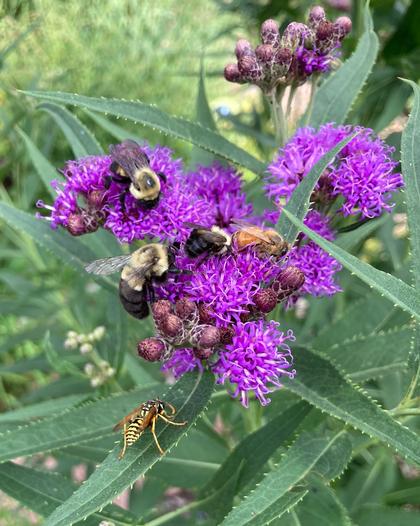 Vernonia fasciculata and friends