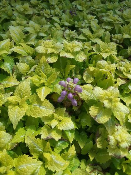 Lamium 'Lemon Frost' - Dead Nettle from Rush Creek Growers