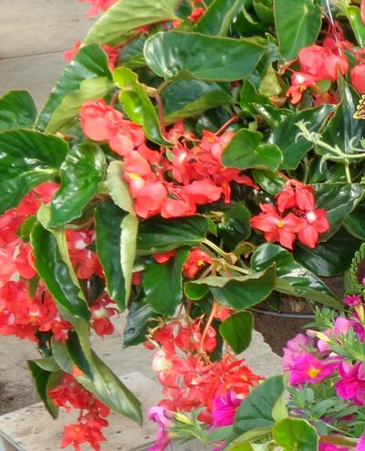 Begonia Dragon Wing Red