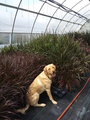 Pennisetum 'Rubrum vs. Prince'