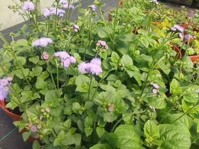 Ageratum 'Mariposa Blue' - Floss Flower from Rush Creek Growers