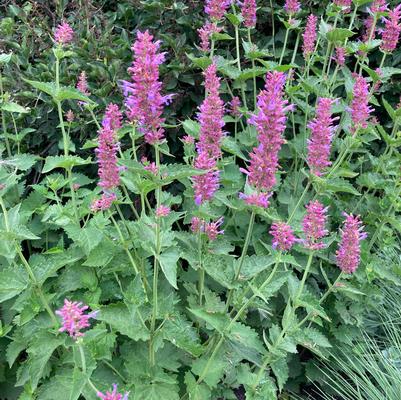 Agastache pallida x rugosa Globetrotter