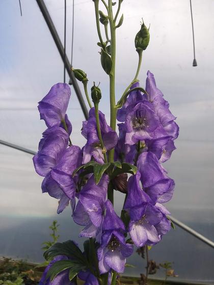 Aconitum napellus - Monkshood from Rush Creek Growers