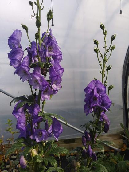 Aconitum napellus - Monkshood from Rush Creek Growers