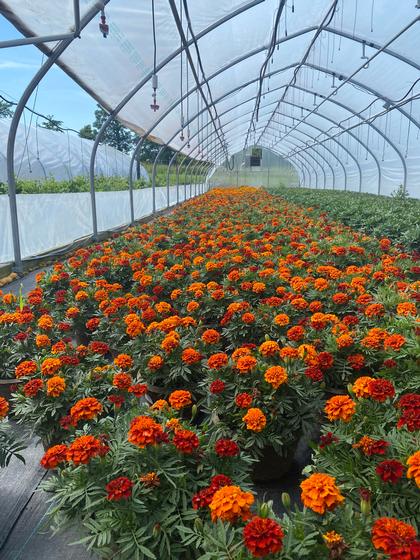 Marigold 'Fireball' - from Rush Creek Growers