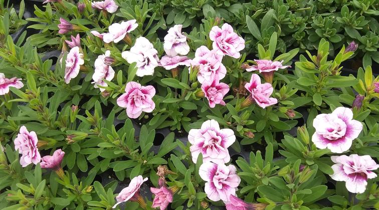 Calibrachoa 'Minifamous Uno Double Pinktastic' - from Rush Creek Growers