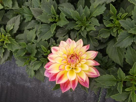 Dahlia 'Hypnotica® Tropical Breeze' - from Rush Creek Growers