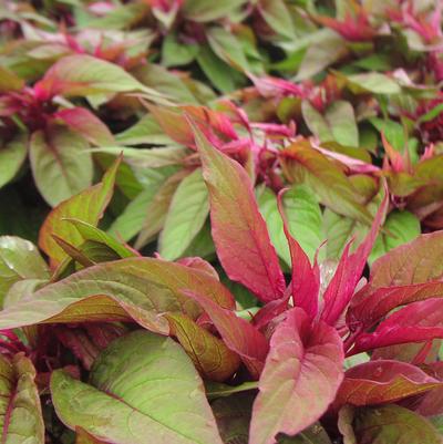 Celosia Dragon's Breath