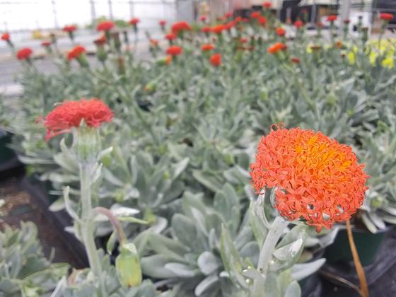 Senecio 'Orange Flame' - from Rush Creek Growers