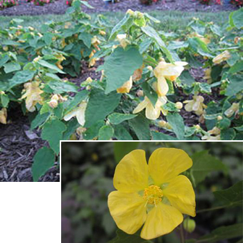 Abutilon Lucky® Lantern Yellow