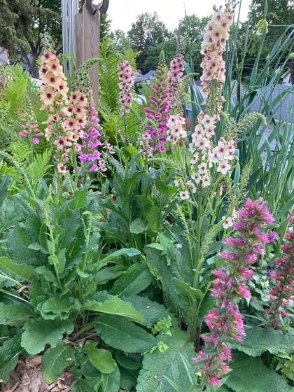 Echium amoenum 'Red Feathers and Verbascum 'Southern Charm'
