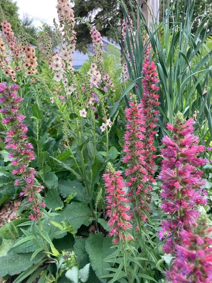 Echium amoenum 'Red Feathers' - Red Feathers from Rush Creek Growers